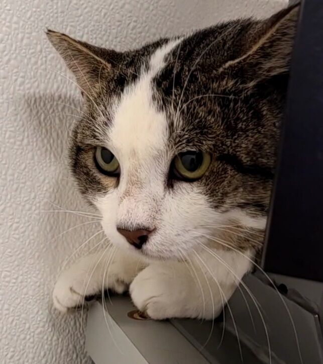 Tom